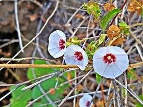 Incrível : planta "milagrosa" encontrada no Canyon do rio Poti