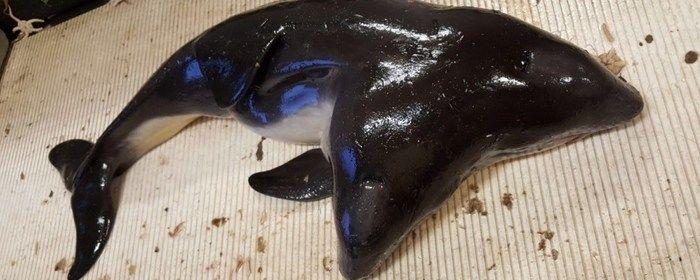 Pescadores encontram toninha com 2 cabeças no litoral da Holanda
