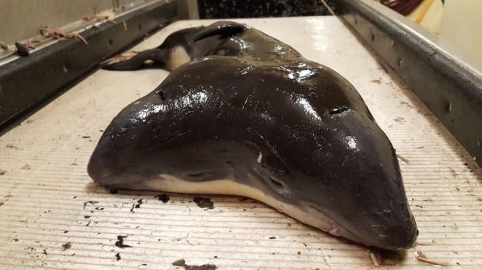 Pescadores encontram toninha com 2 cabeças no litoral da Holanda