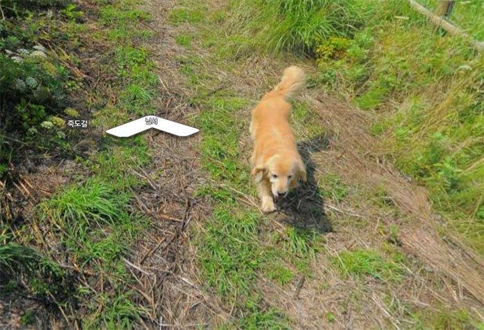 Cachorro segue fotógrafo do Google e faz sucesso na internet