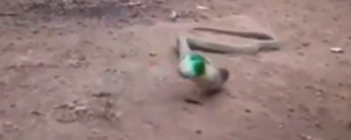 Cobra é flagrada vomitando garrafa de plástico na Índia