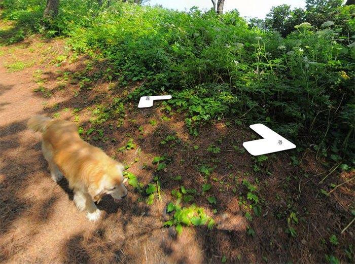 Cachorro segue fotógrafo do Google e faz sucesso na internet