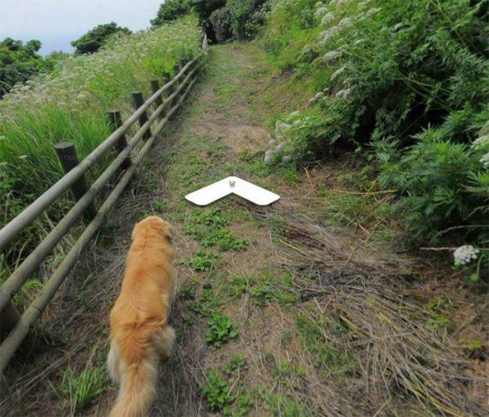 Cachorro segue fotógrafo do Google e faz sucesso na internet