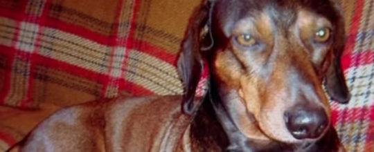 Cão morre ao tentar salvar o dono em ataque de pit bull