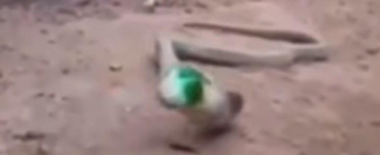 Cobra é flagrada vomitando garrafa de plástico na Índia