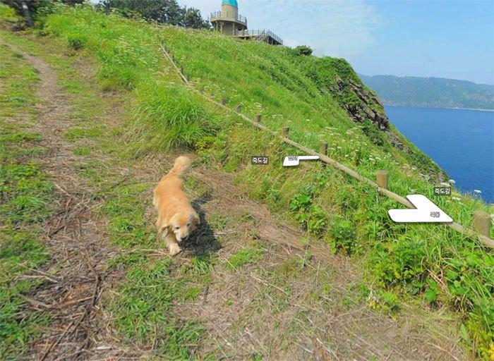 Cachorro segue fotógrafo do Google e faz sucesso na internet