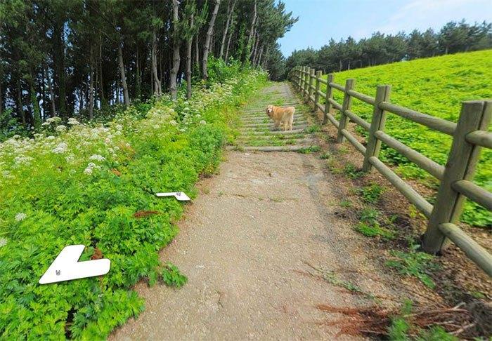 Cachorro segue fotógrafo do Google e faz sucesso na internet