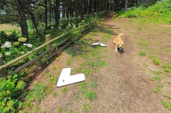 Cachorro segue fotógrafo do Google e faz sucesso na internet