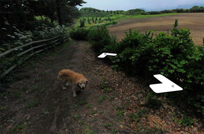 Cachorro segue fotógrafo do Google e faz sucesso na internet