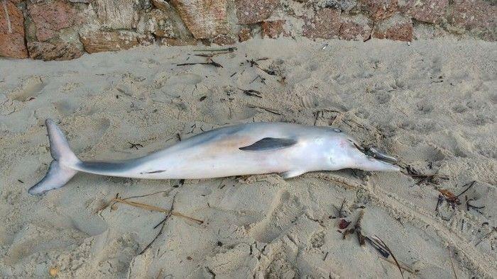 Golfinho é encontrado morto com chinelo de borracha preso à boca (Crédito: Reprodução )