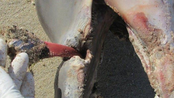 Necrópsia apontou que a morte do golfinho ocorreu porque o chinelo infeccionou no focinho do animal (Crédito: Reprodução )