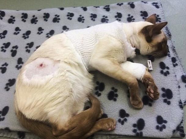 Idoso é condenado a dois anos de prisão após atirar em gato