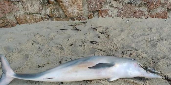 Golfinho morre após meses com tira de chinelo presa ao focinho