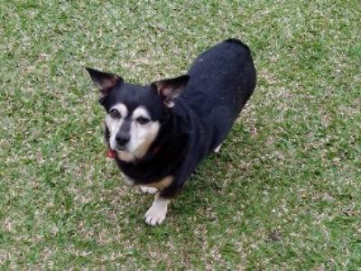 Cãozinho cego de um olho viraliza ao "compra" sua ração sozinho
