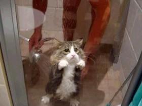 Saiba porque os gatos têm medo de tomar banho