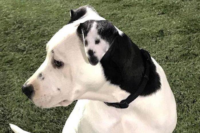 (Crédito: Detalhe em orelha de cachorra chama atenção e viraliza na web)