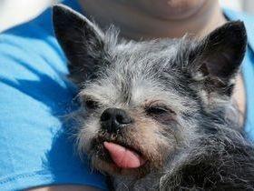 Cachorrinha é eleita 'a mais feia do mundo' em concurso nos EUA