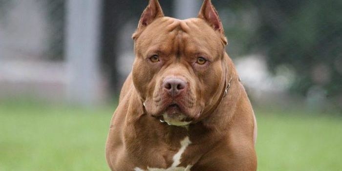 Bebê de um ano é atacado e morto por pit bull no interior de SP