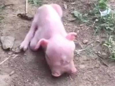 Porco de "duas caras" nasce em fazenda na China
