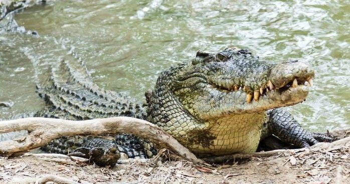 Dentes expostos do crocodilo (Crédito: Reprodução )