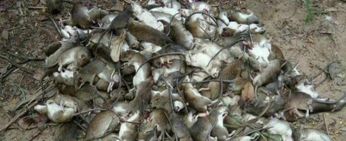 Ratos invadem aldeias de ilha e governo oferece recompensa