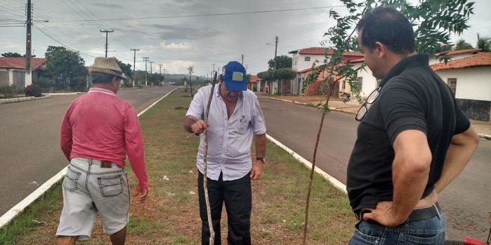 Prefeito arboriza cidade