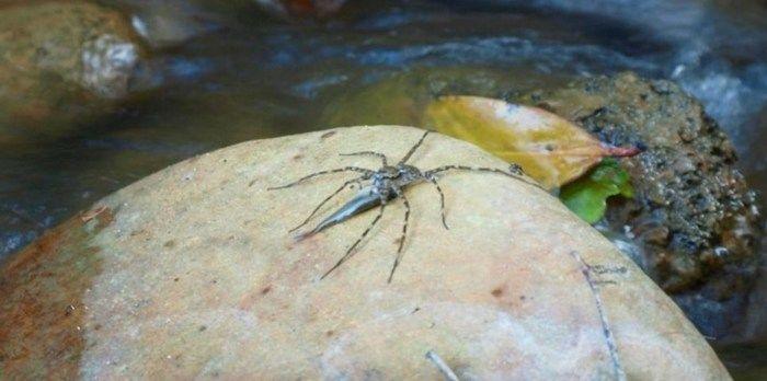 Aranha comendo peixe (Crédito: Reprodução)
