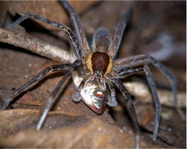 Aranha comendo peixe (Crédito: Reprodução)
