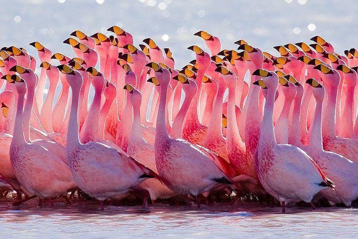 Flamingos (Crédito: Reprodução)