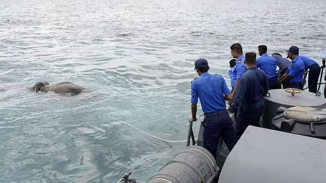 Animal lutou para permanecer na superfície (Crédito: Reprodução)