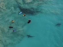 Drone capta crianças cercadas por 400 tubarões e imagem choca