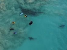 Drone capta crianças cercadas por 400 tubarões e imagem choca