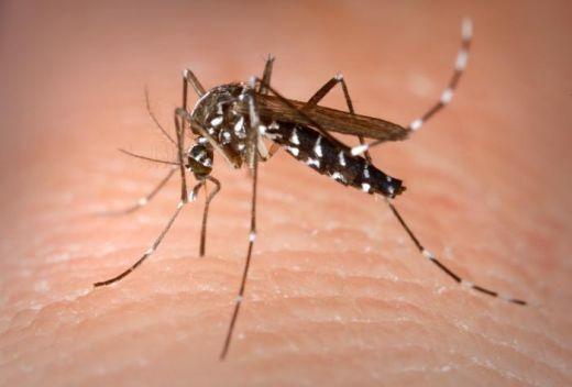 Aedes Aegypti (Crédito: Reprodução)