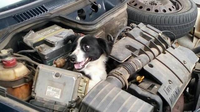 Cachorro ficou preso no motor de carro no Paraná (Crédito: Reprodução)
