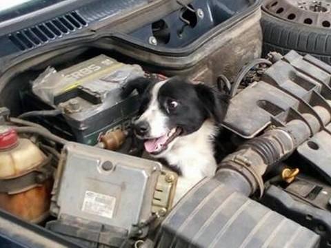 Carro enguiça e mulher descobre cachorro preso ao motor