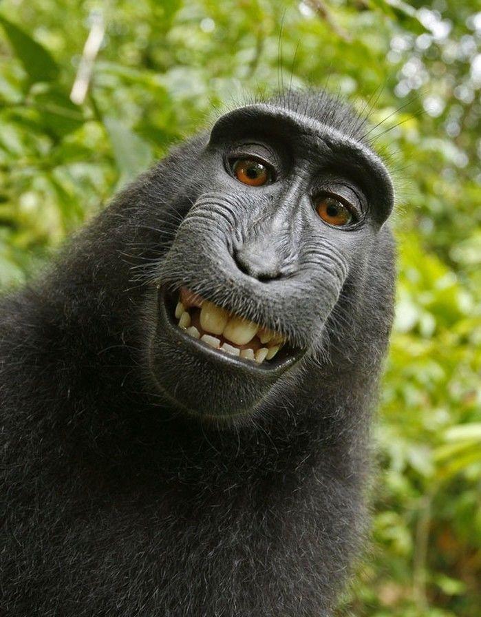 Selfie do macaco tirada em 2011, na Indonésia (Crédito: David Slater)