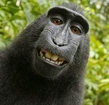 Fotógrafo vai à Justiça por direitos de selfie tirada por macaco