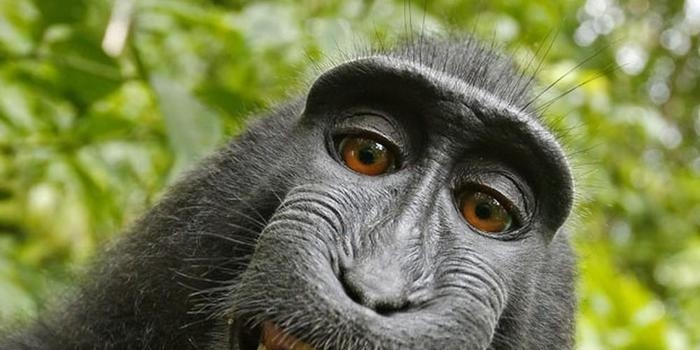 Fotógrafo vai à Justiça por direitos de selfie tirada por macaco