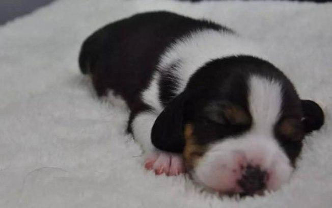 Long Long, um Beagle nascido na China