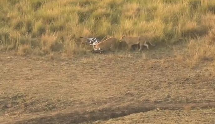Zebra sendo atacada pelas leoas (Crédito: Reprodução)