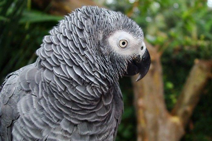 Papagaio testemunha crime e mulher é presa por assassinato