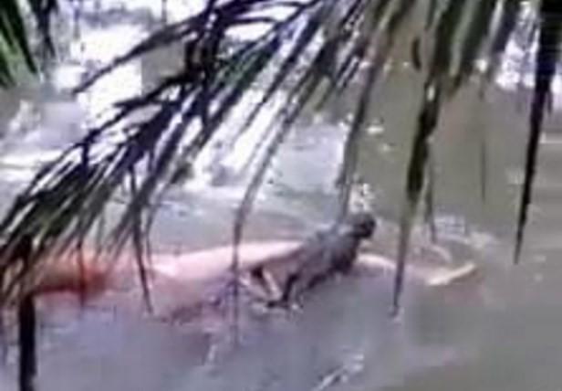 Crocodilo 'devolve' corpo de homem que ele havia atacado em rio