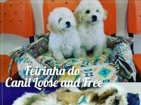 Feirinha do Canil Loose and Free em Teresina
