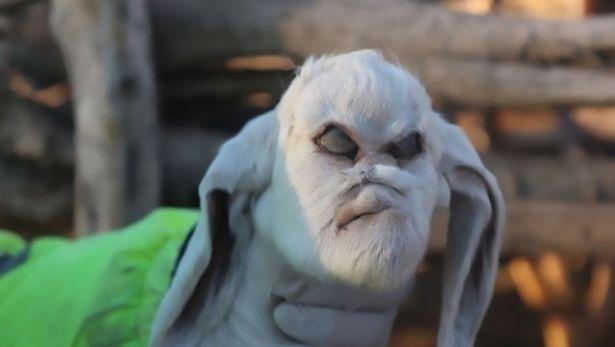 Cabrito com características humanas assusta moradores na Argentina