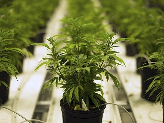 Anvisa vai criar regras para cultivo de maconha medicinal no Brasil