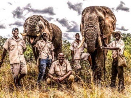 Elefante pisoteia domador até a morte em parque na África