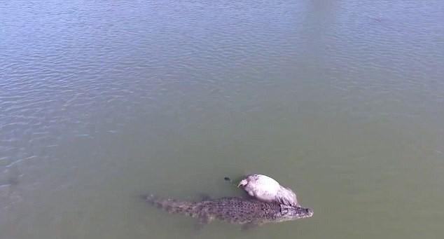 Pescadores flagram crocodilo carregando vaca; imagens impressionam