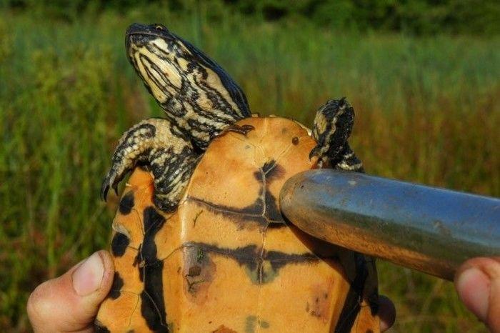 Cientistas usam vibradores em tartarugas para evitar a extinção