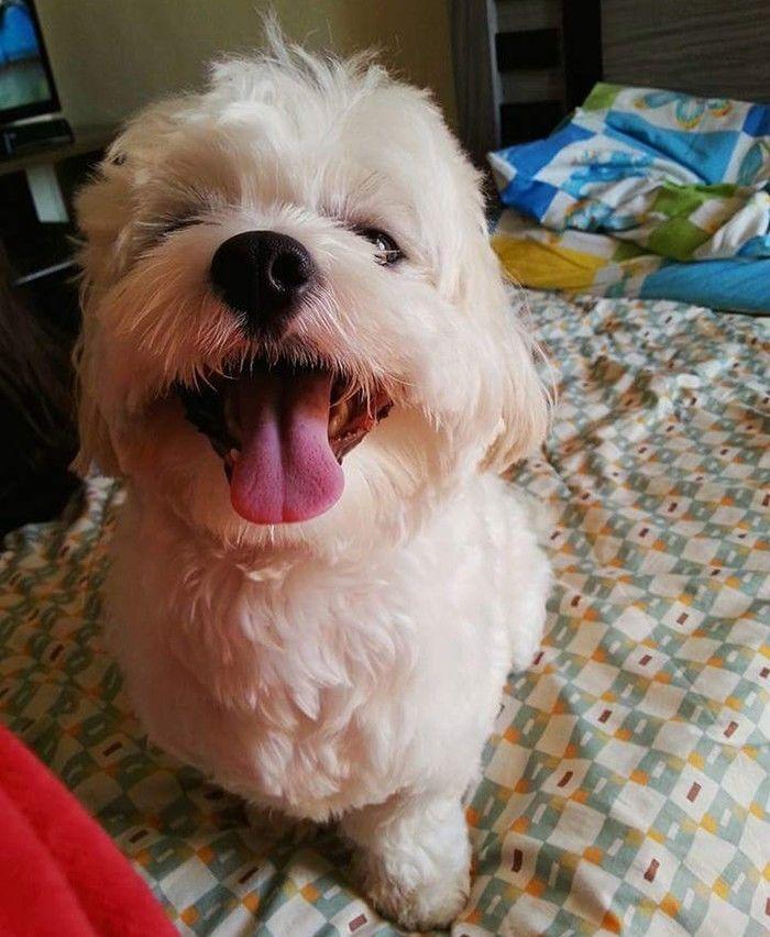 Nick, de dois anos e oito meses, morreu na pet shop em Jundiaí (Crédito: Reprodução)