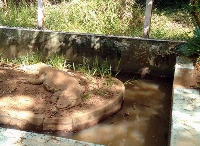 Vísceras do animal foram encontradas próximo ao zoológico (Crédito: Reprodução)
